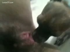 Little dog licking a hirsute mature sluts snatch in this beastiality episode 